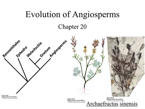 Ppt Evolution Of Angiosperms Powerpoint Presentation Free Download Id1427376