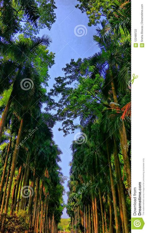 Botanical garden stock photo. Image of nature, howrah - 122489722