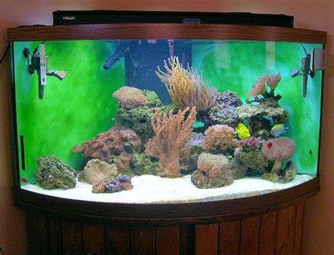 How to Set up a Saltwater Aquarium in 10 Steps