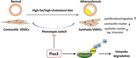 Deficiency Of Protein Inhibitor Of Activated STAT3 Exacerbates