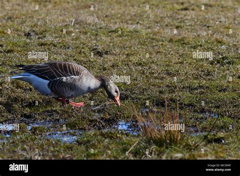 Toulouse Geese Hi Res Stock Photography And Images Alamy