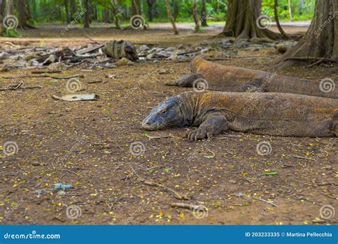 Komodo Dragon The Largest Lizard In The World Walks On The Ground It