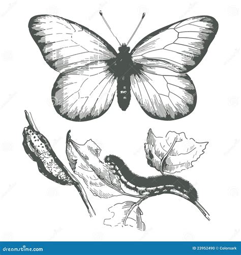 Butterfly Ink Drawingvector Stock Vector Illustration Of Design