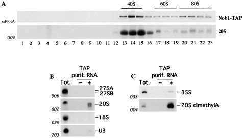 Nob1p Is Associated With Pre 40s Ribosomal Particles A The Upper