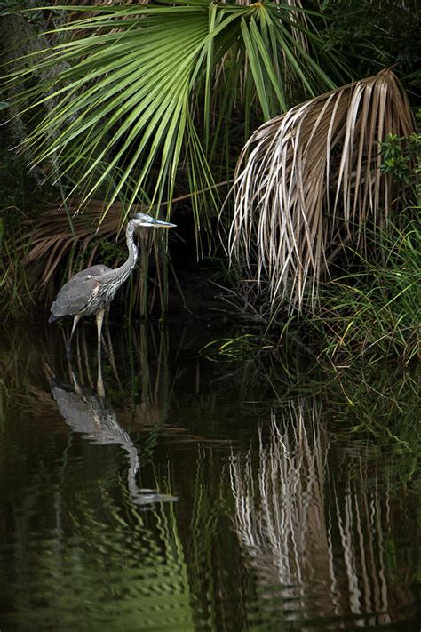 Grey Heron Fishing Photograph by John Alexander - Fine Art America