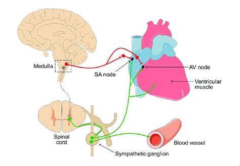 Sa Node Innervation Abba Humananatomy