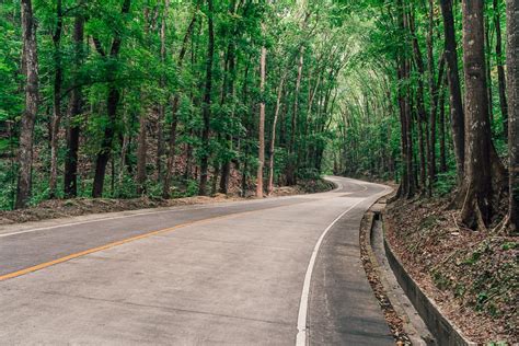 Man Made Forest Bohol, Philippines - Visitor's Guide