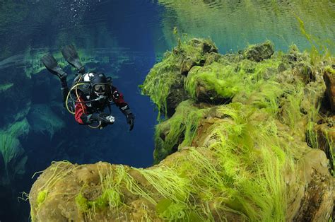 Diving Silfra Tour - The Dive Between The Continents (With transfer) - Iceland Easy