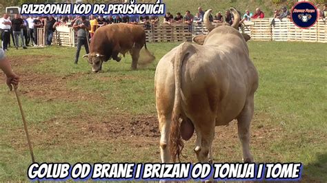 Golub Od Brane I Brizan Od Tonija I Tome Posu Je Korida Youtube