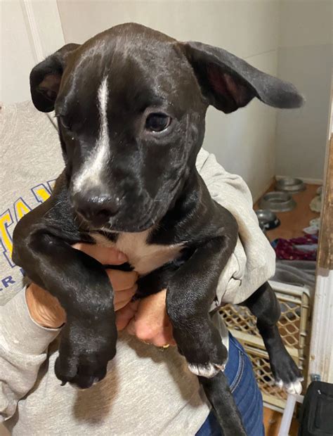 Dog for Adoption - Mixed breed puppies, a Black Mouth Cur in