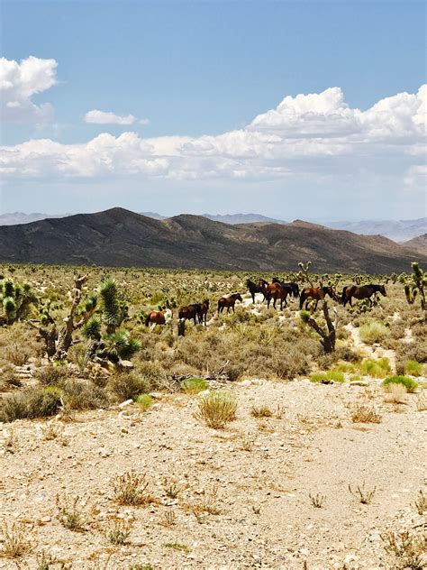 Visit Indian Springs: 2024 Travel Guide for Indian Springs, Nevada ...