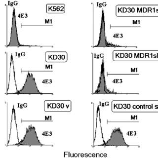 Loss Of P Glycoprotein Expression In KD30 Cells By MDR1sh1 And