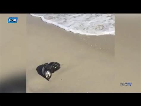 Pinguins S O Encontrados Mortos Em Praias Do Norte Da Ilha Em