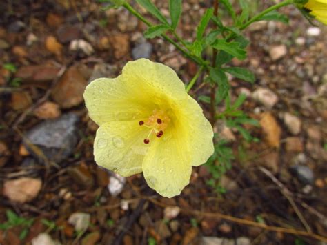 Desert Rosemallow Hibiscus Coulteri · Inaturalist Nz