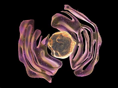 Nucleus And Endoplasmic Reticulum Photograph By Science Photo Library