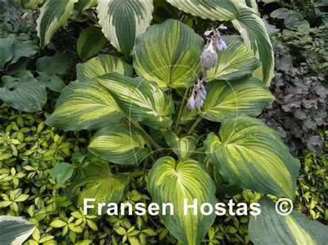 Hosta The Queen Fransen Hostas