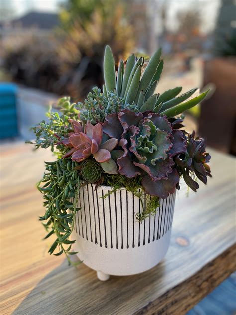 Succulent Arrangement in 2024 | Succulent arrangements, Succulents ...