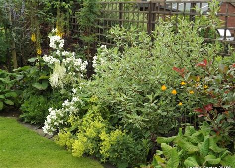 Купальница: фото цветка, описание растения, как вырастить, посадить ...