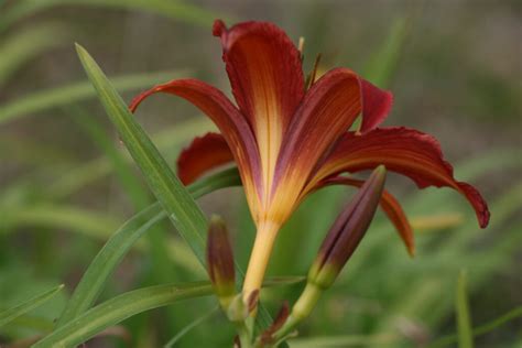 HEMEROCALLIS Red Starling Spider Daylily Woottens Plant Nursery