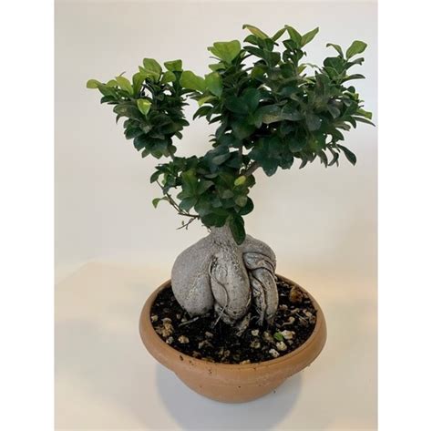 Bitki D Nyam Bonsai Benjamin Ficus Ginseng Bonsai Fiyat