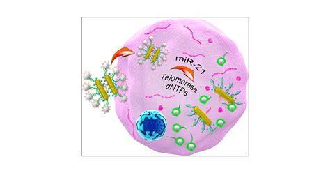 Dual Quantification Of Micrornas And Telomerase In Living Cells Journal Of The American