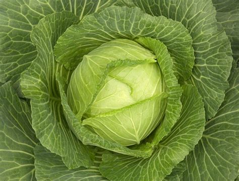 Капуста квашенная.