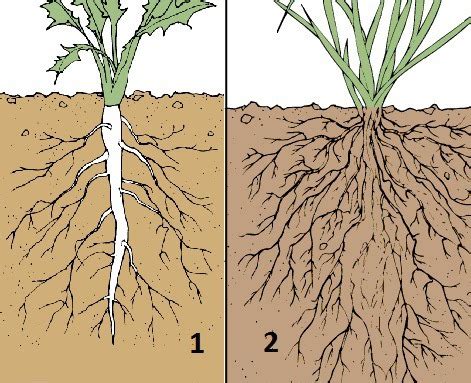 Plant Science Exam Flashcards Quizlet