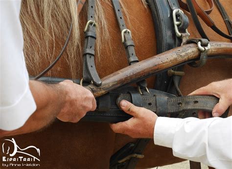 2022 18 Concours Departemental Du Cheval Breton ESPRITRAIT