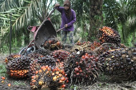 Produksi CPO Sawit Sumbermas Sarana Turun 4