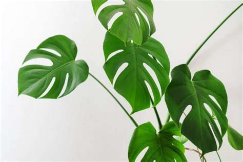 Guide To Caring For Your Split Leaf Philodendron Gardening Globe