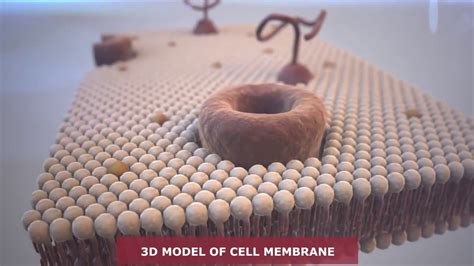 Build A Cell Membrane Model