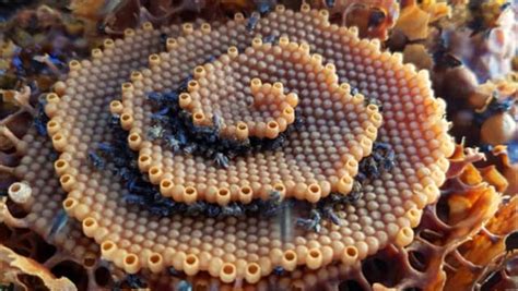 The Australian Stingless Bee's spiral honeycomb : r/trypophilia