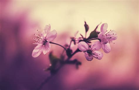 Sfondi Luce Del Sole Fiori Natura Ramo Mattina Fiore Di Ciliegio