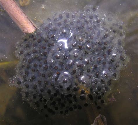 PRINCE OF THE POND: Frog Eggs and Toad Eggs