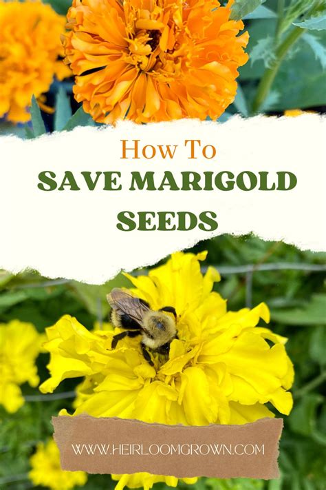 How To Save Marigold Seeds Heirloom Grown