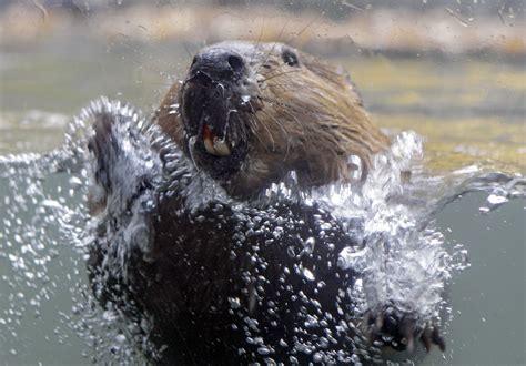 beaver, Rodent, Castor Wallpapers HD / Desktop and Mobile Backgrounds