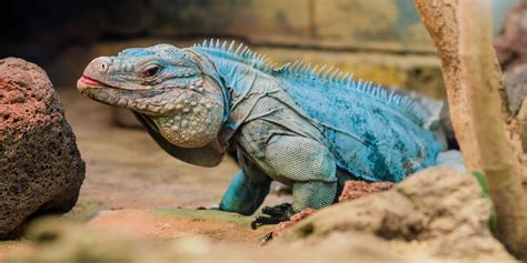 A Keepers Favorite Grand Cayman Blue Iguana Facts Smithsonians