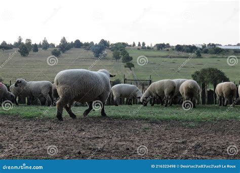 A Closeup Photo From The Ground Up Angle Of Sheep Standing In A Kraal