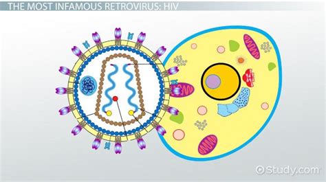 Retrovirus Examples, Life Cycle & Difference from Other Viruses | What is a Retrovirus? - Lesson ...