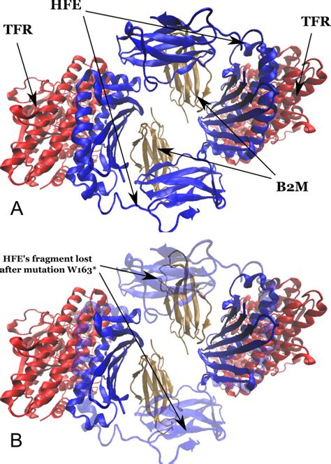 Crystal Structure Of The Hemochromatosis Protein Hfe And Off