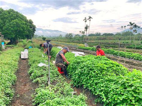 原民野菜豐富 花蓮農改場保種 花蓮縣 自由時報電子報