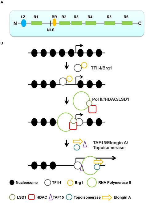 Frontiers Regulation Of Rna Polymerase Ii Transcription Initiation And Elongation By