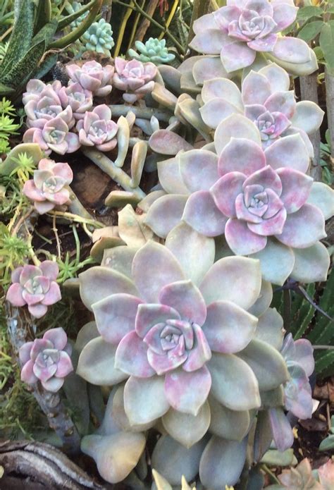 Graptoveria Purple Dreams Planting Succulents Flower Garden Rare