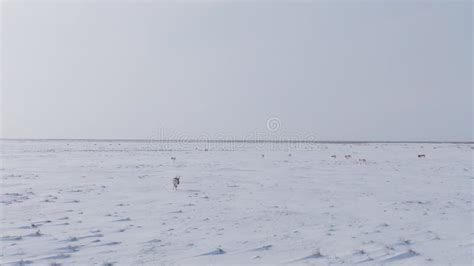 Saiga in Winter during the Rut. a Male of Saiga Antelope or Saiga ...