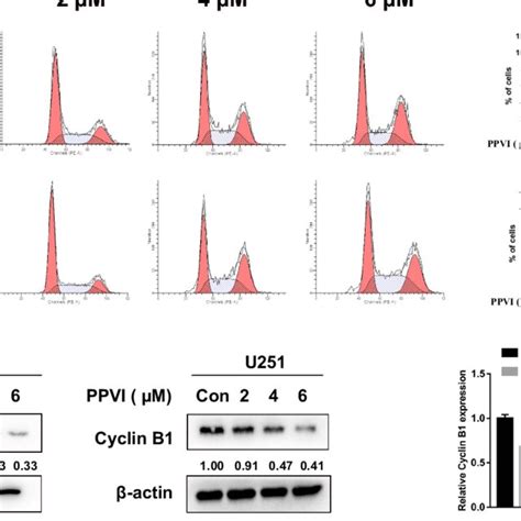 Ppvi Induced Cell Cycle Arrest In Glioma Cells A Cell Cycle