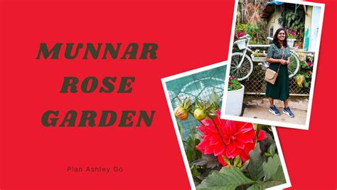 Munnar Rose Garden: Entry Fee, Timing, and My Review | Plan Ashley Go