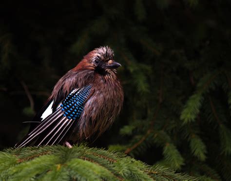 Free Images Nature Wing Wildlife Beak Fauna Vertebrate Finch