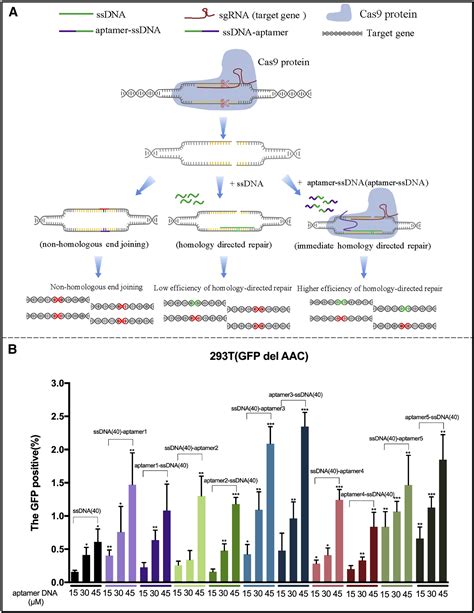 Screening Dna Aptamers That Control The Dna Cleavage Homology Directed