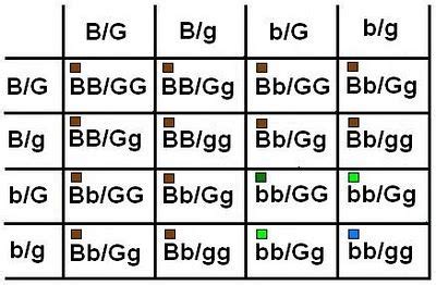 The Best 25 Eye Color Probability Chart With Grandparents ...