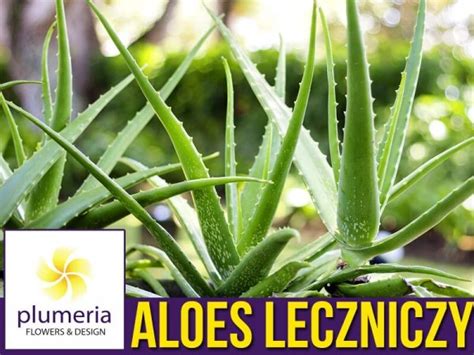 Aloes leczniczy Aloe vera Roślina domowa sadzonka cena Plumeria pl